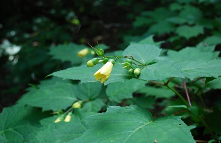 宮崎県諸塚村黒岳のキレンゲショウマ