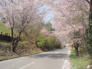 宮崎県諸塚村大規模林道の桜