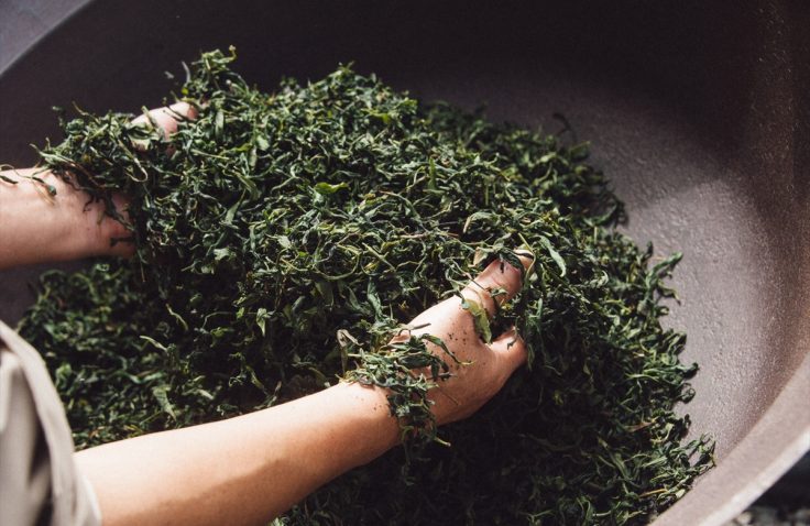 宮崎県諸塚村やましぎの杜での釜炒り茶作り