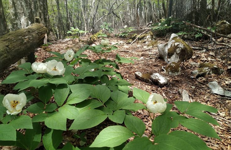 宮崎県諸塚村黒岳のヤマシャクヤク