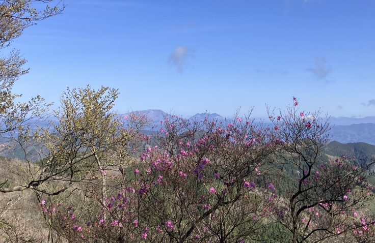 宮崎県諸塚村諸塚山のアケボノツツジ