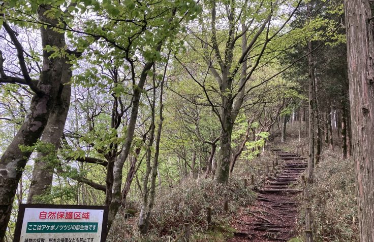 宮崎県諸塚村諸塚山のアケボノツツジ